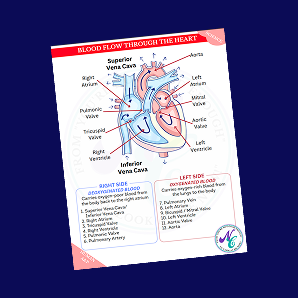 Blood flow through the hear guide