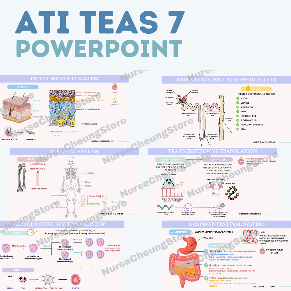 ATI TEAS V7 Comprehensive PowerPoint by NurseCheung | 650+ Slides | DIGITAL download - NurseCheungStore